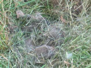 Guess what Knut found?