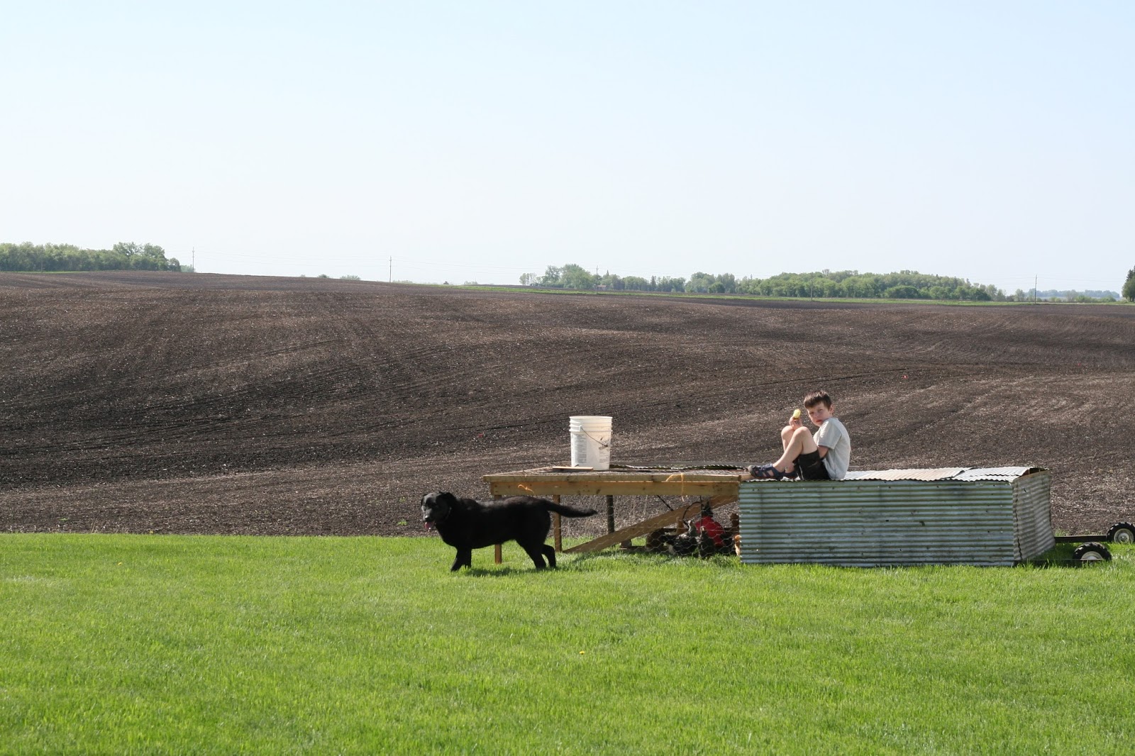 Strawberries on the Horizon